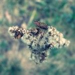DSCF0520